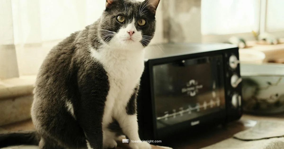 Cat Safe Kitchen - ToasterInsight