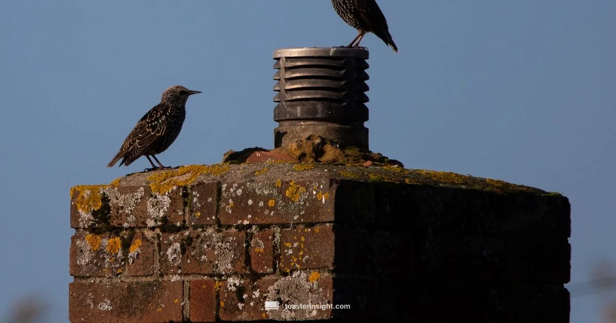 Stelton Toaster Review - ToasterInsight