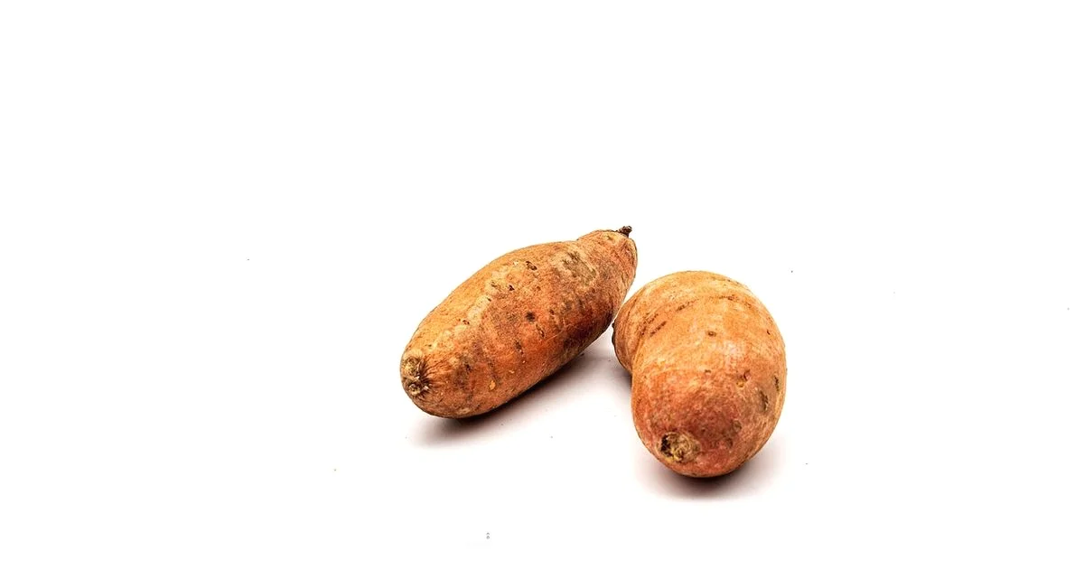 Toaster Oven Guide - ToasterInsight