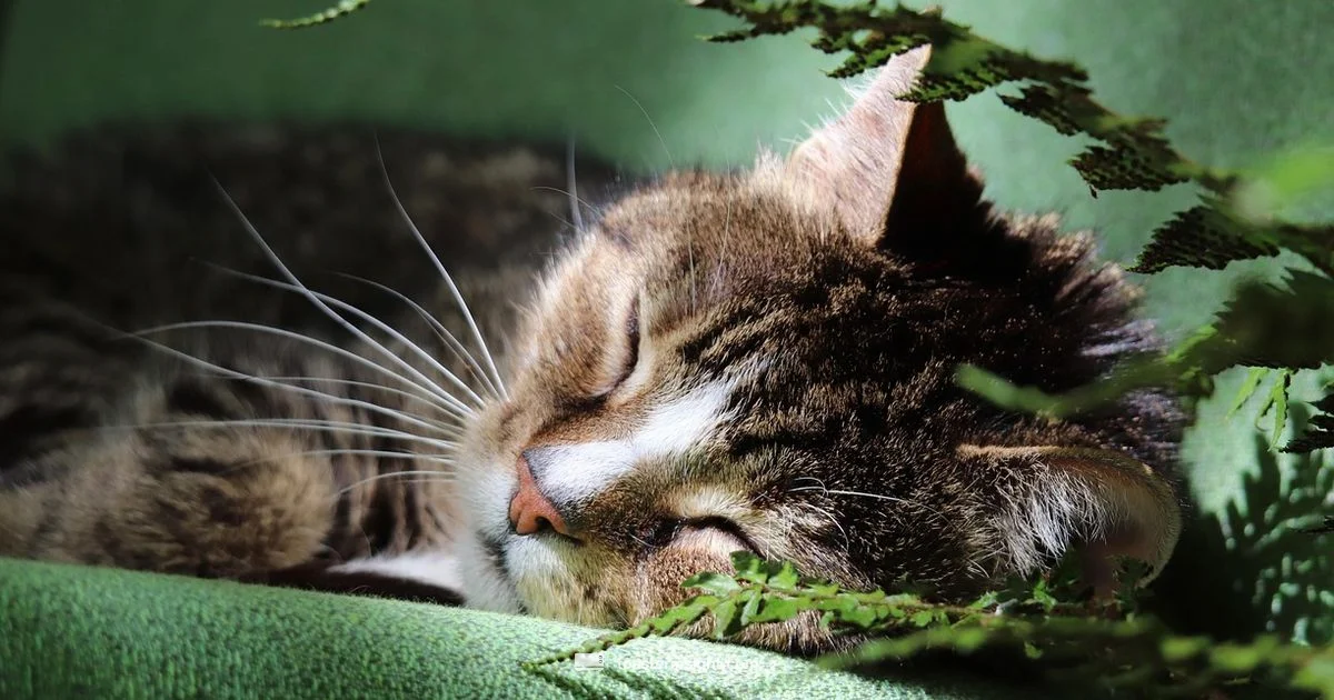 Toaster Cat Basics Toaster Cat Basics - ToasterInsight