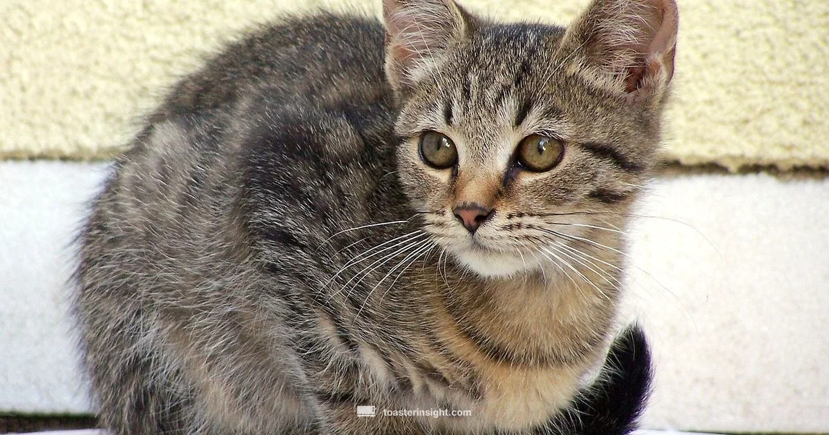 Cat and Toaster Safety - ToasterInsight