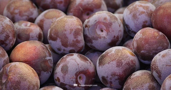 Toast Science - ToasterInsight