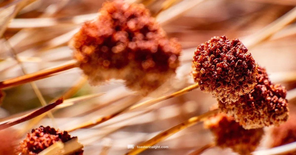 Katz Gluten Free Pastry - ToasterInsight